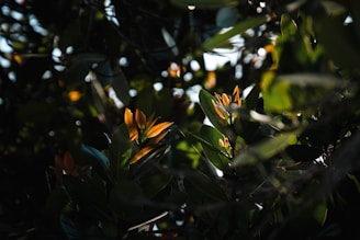 Sunlight filtering through leafy trees onto simple wooden toys laid out on a natural linen cloth.