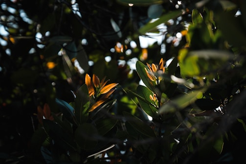 Sunlight filtering through leafy trees onto simple wooden toys laid out on a natural linen cloth.