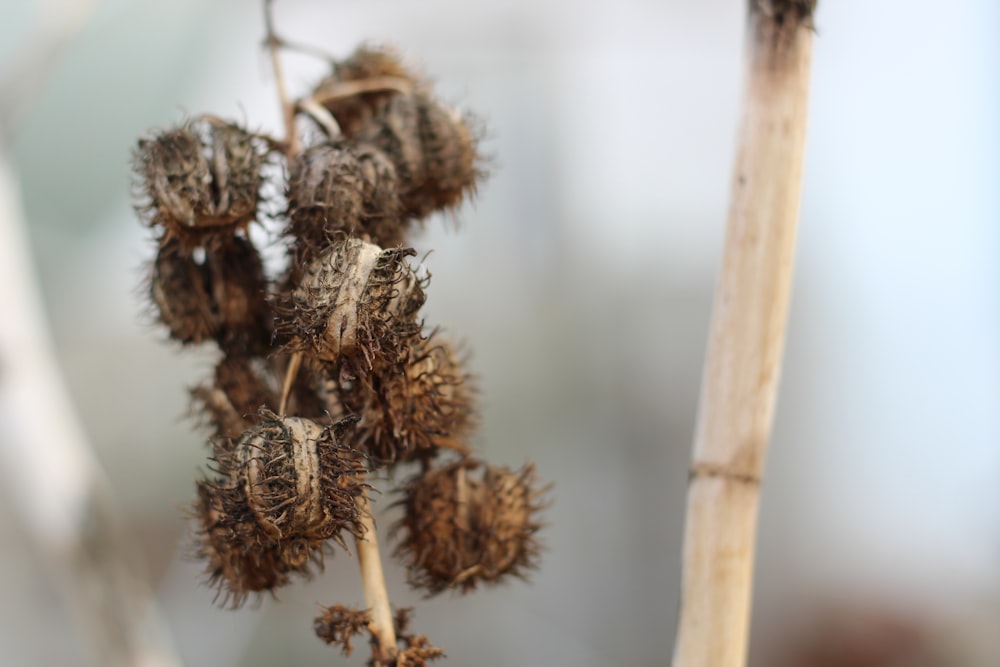 a close up of a plant with brown flowers