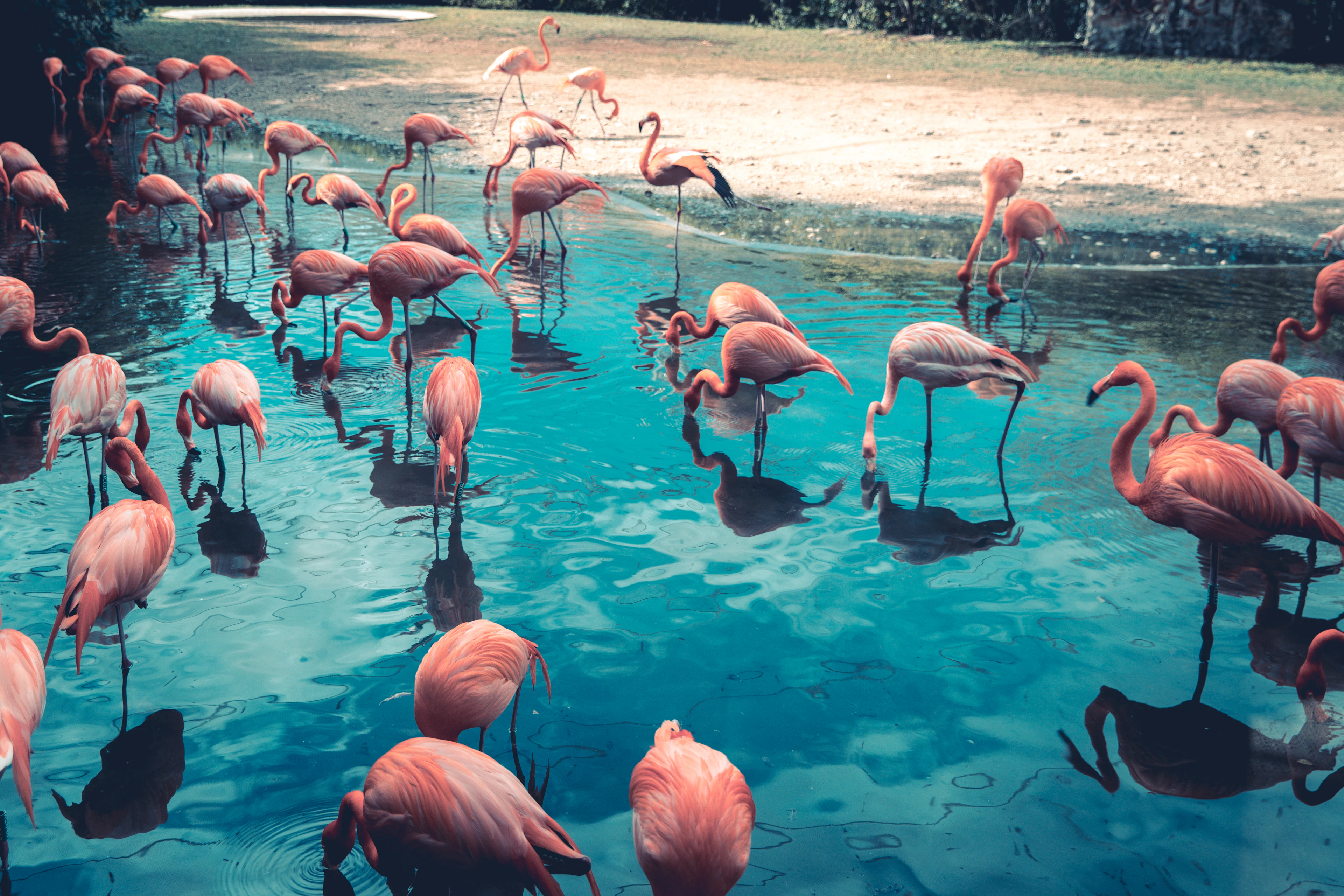 A flock of flamingos wading in clear water