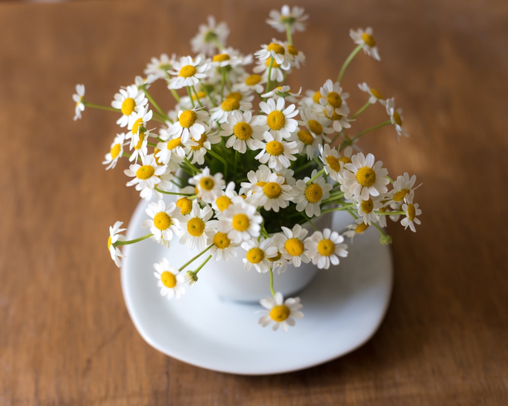 white daisy flowers