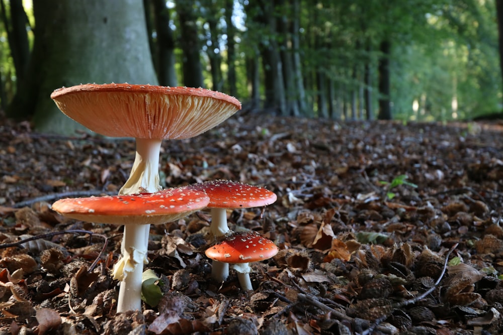 shallow focus photography of red mushrooms