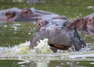 gray hippopotamus on lake