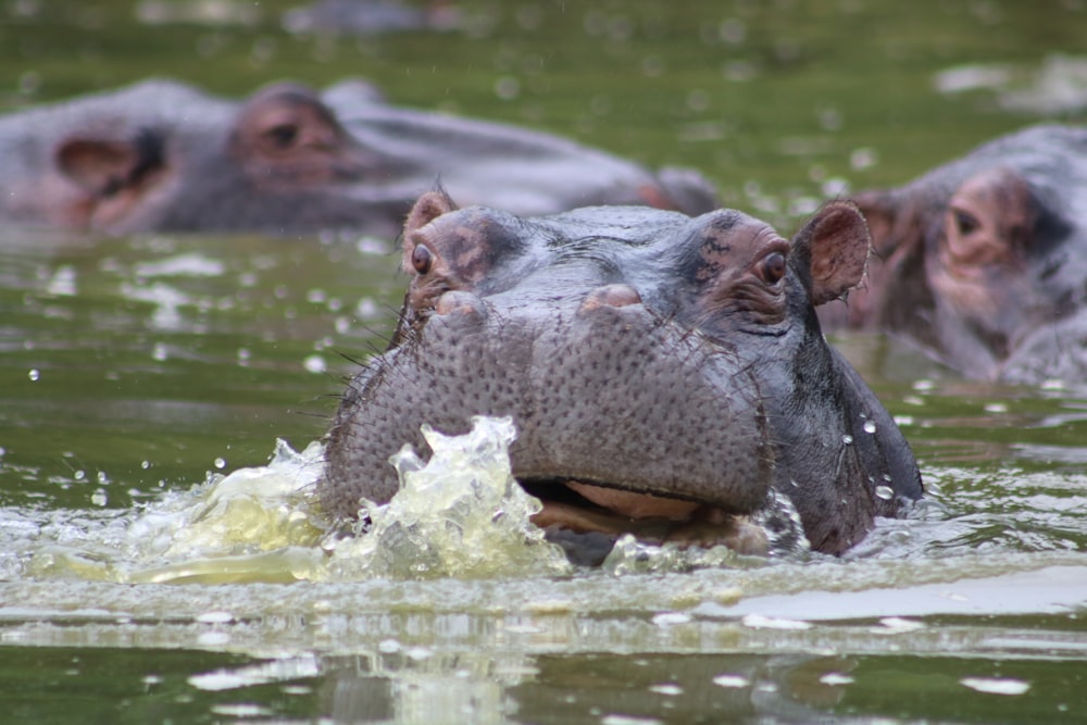 gray hippopotamus on lake