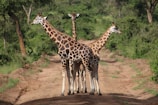 three brown giraffe standing on road during daytime