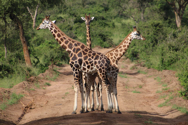 8-Day Uganda Family Itinerary: Entebbe, Jinja & Wildlife