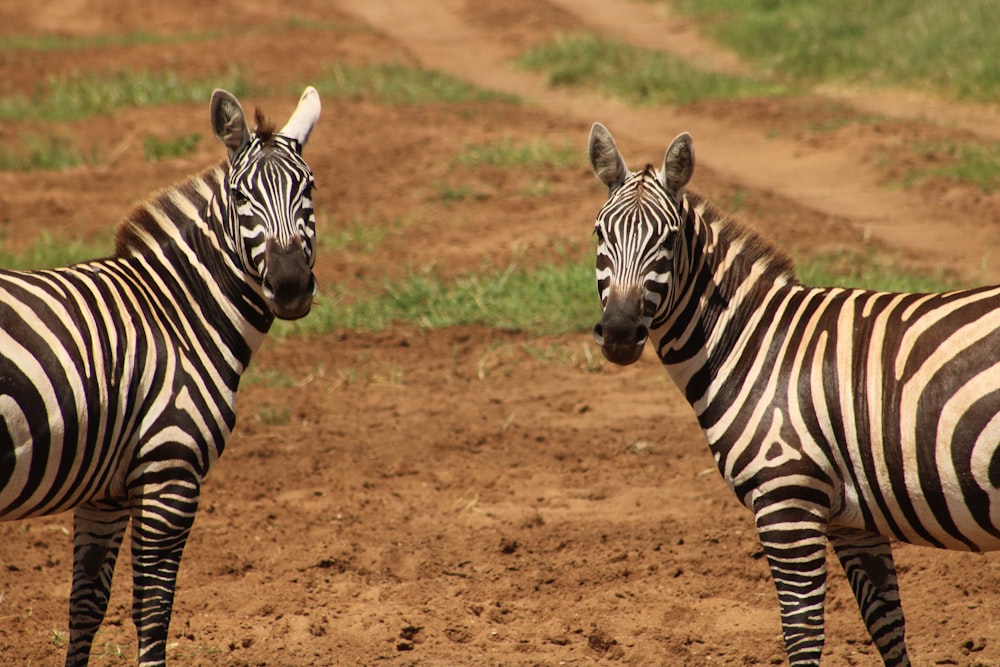 two zebras standing