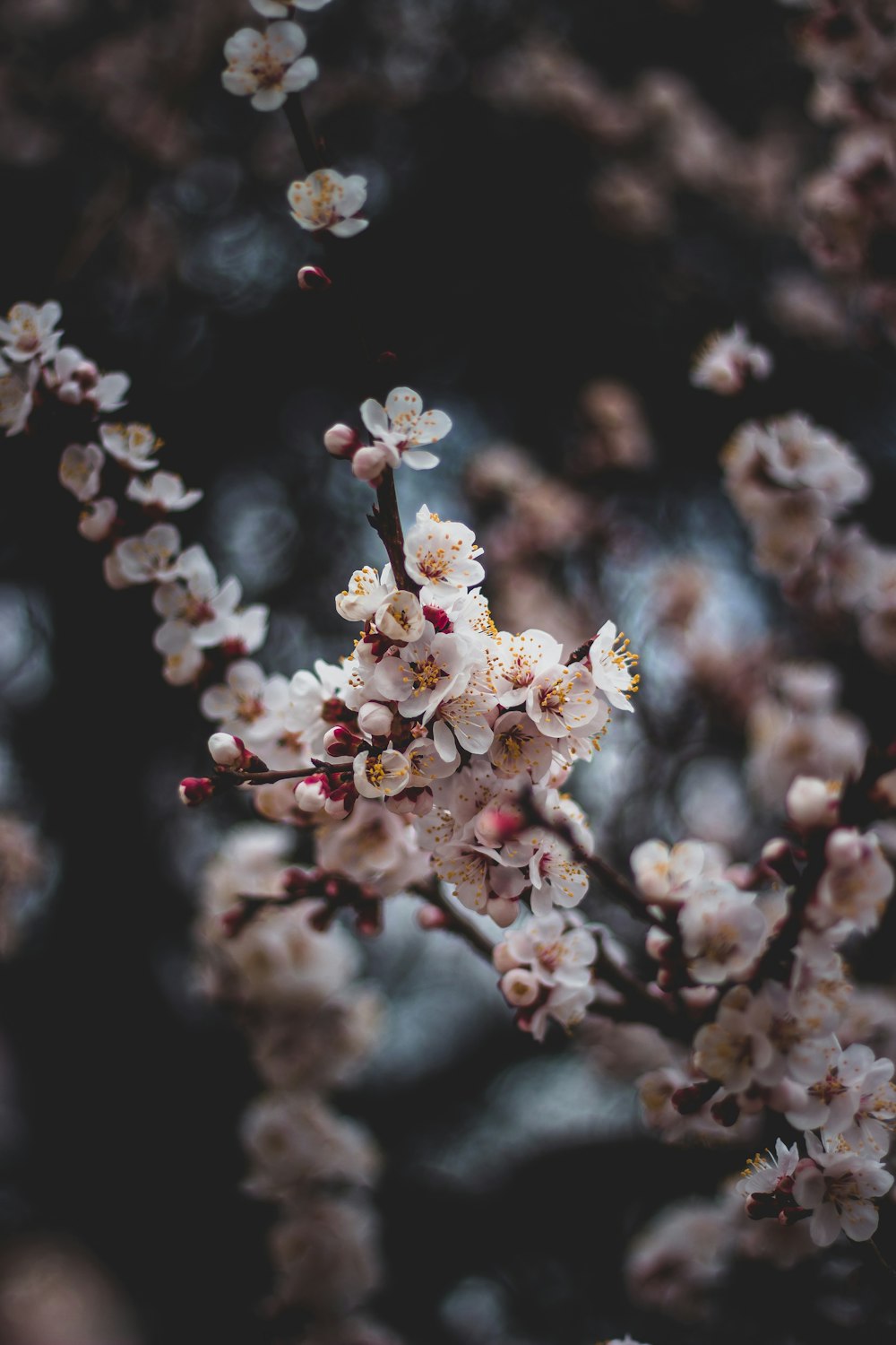 árbol de flores blancas en flor
