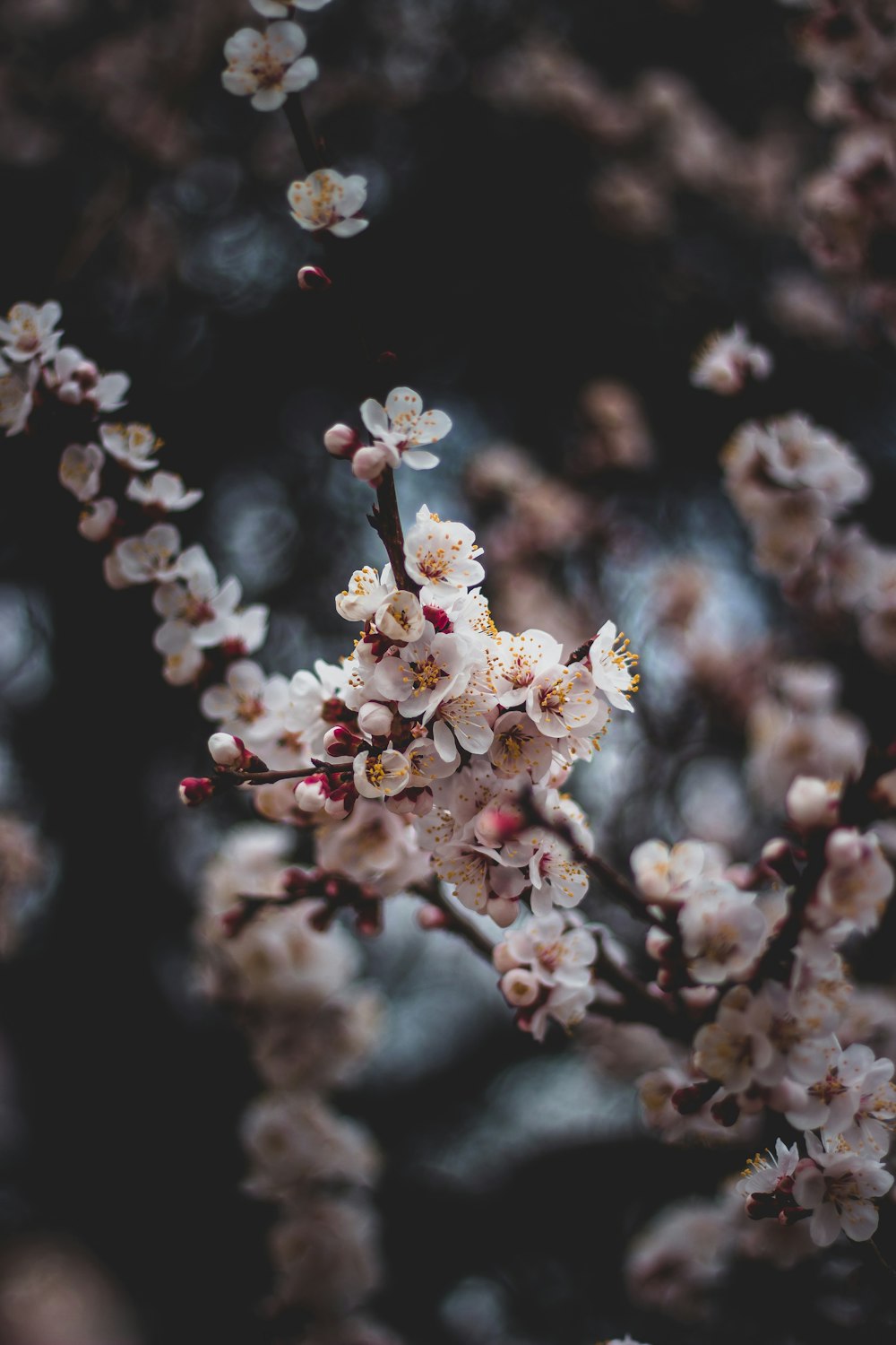 white flowering tree in bloom