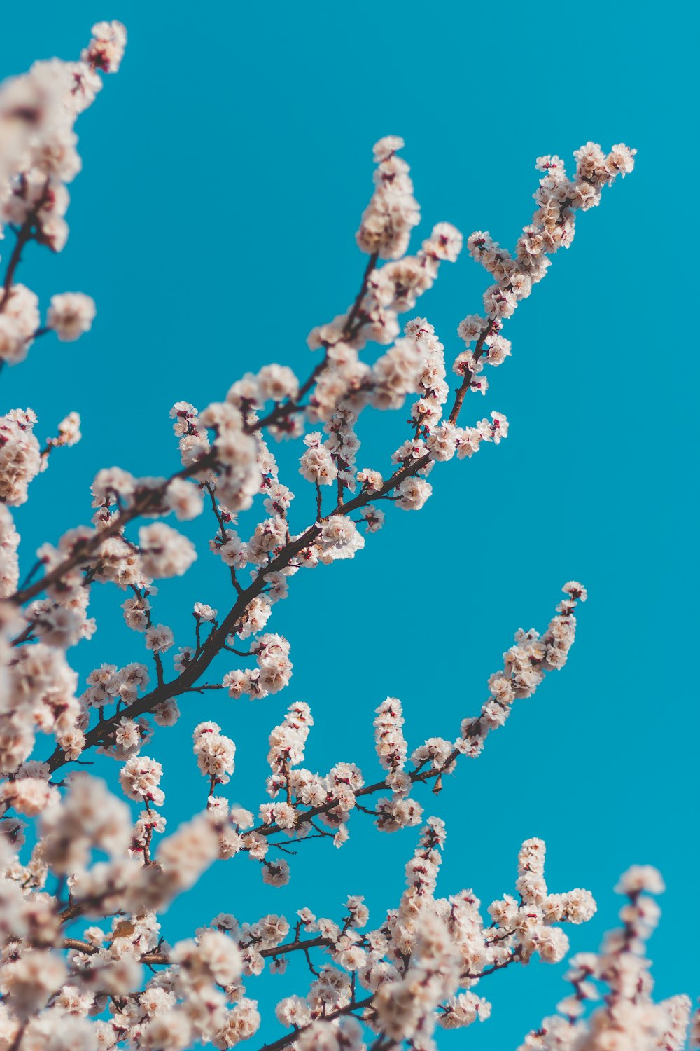 bokeh photography of white flowers