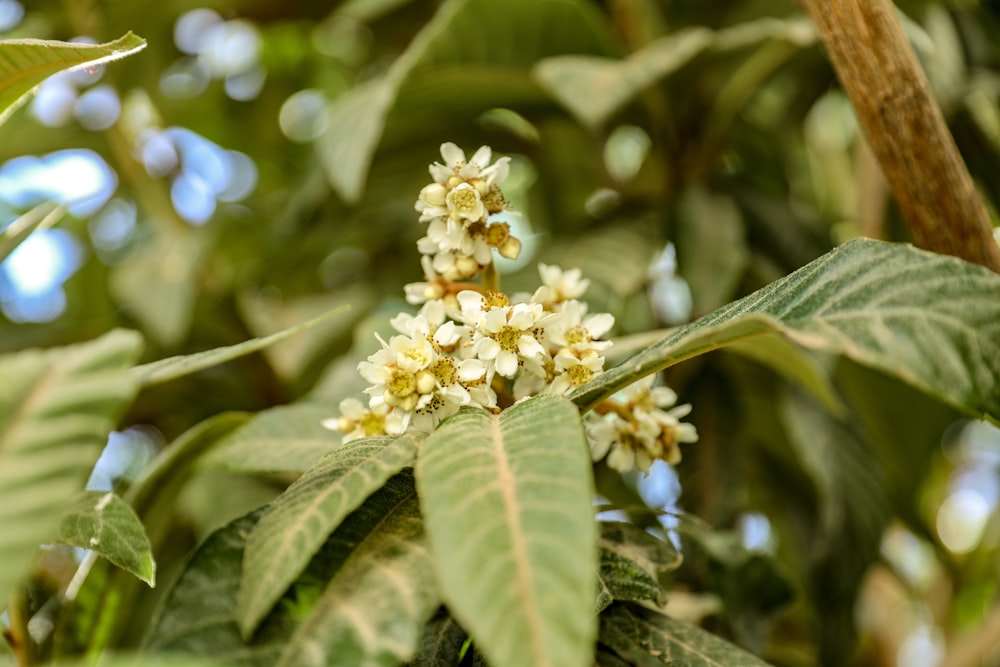 yellow-leaf plant