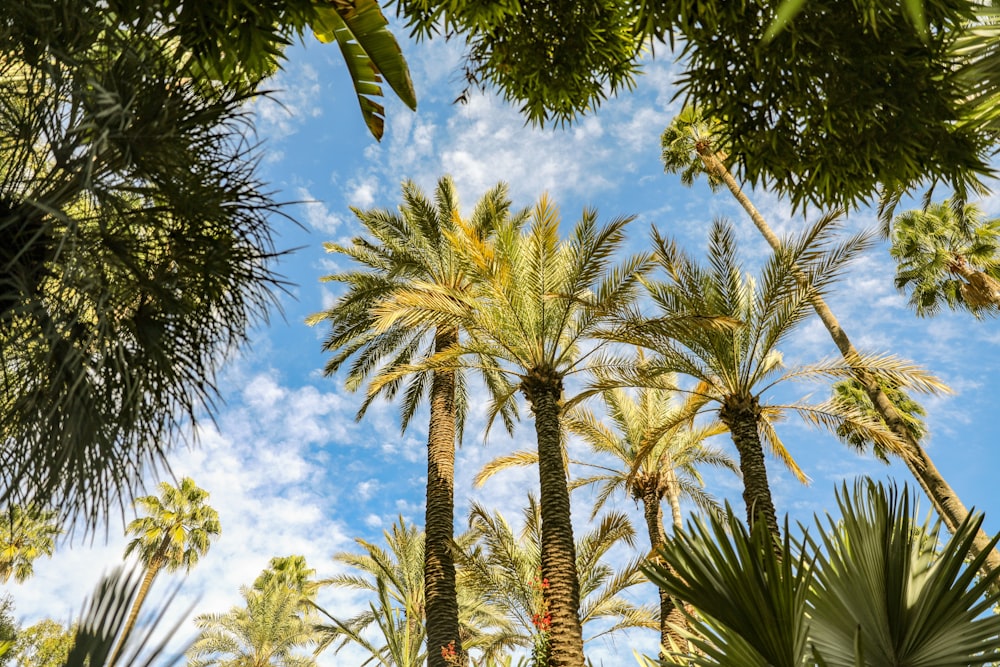 trees and sky