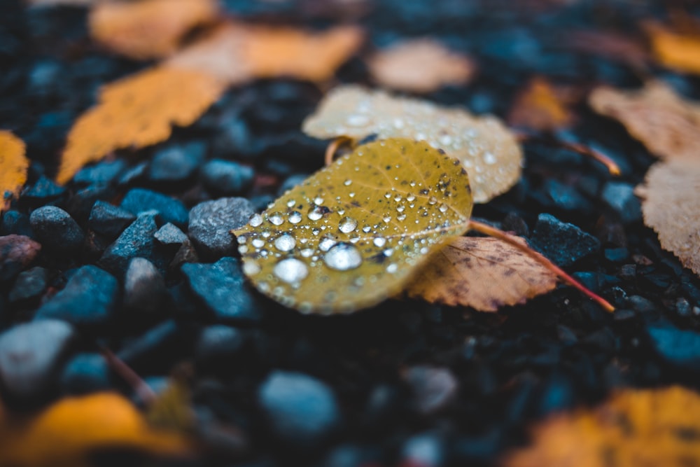 close-up photo of brown leaf with dewdrops