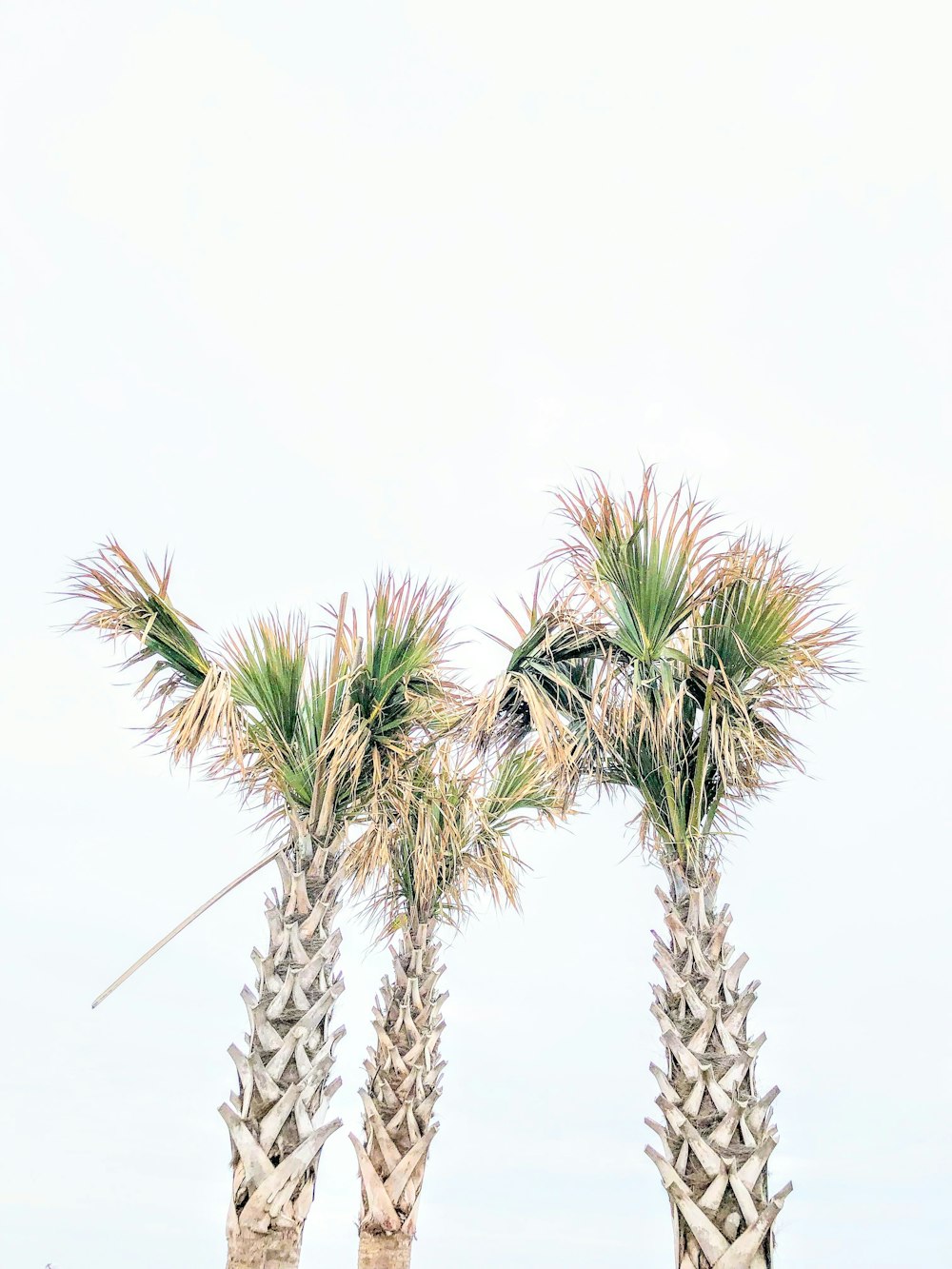 three green linear-leafed plants