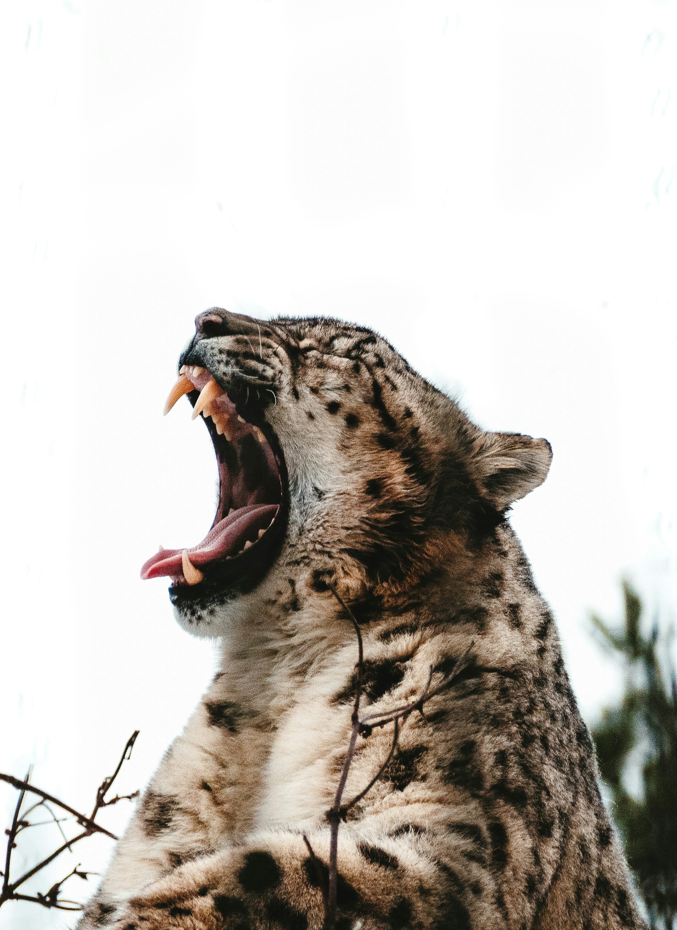 big cat opening mouth
