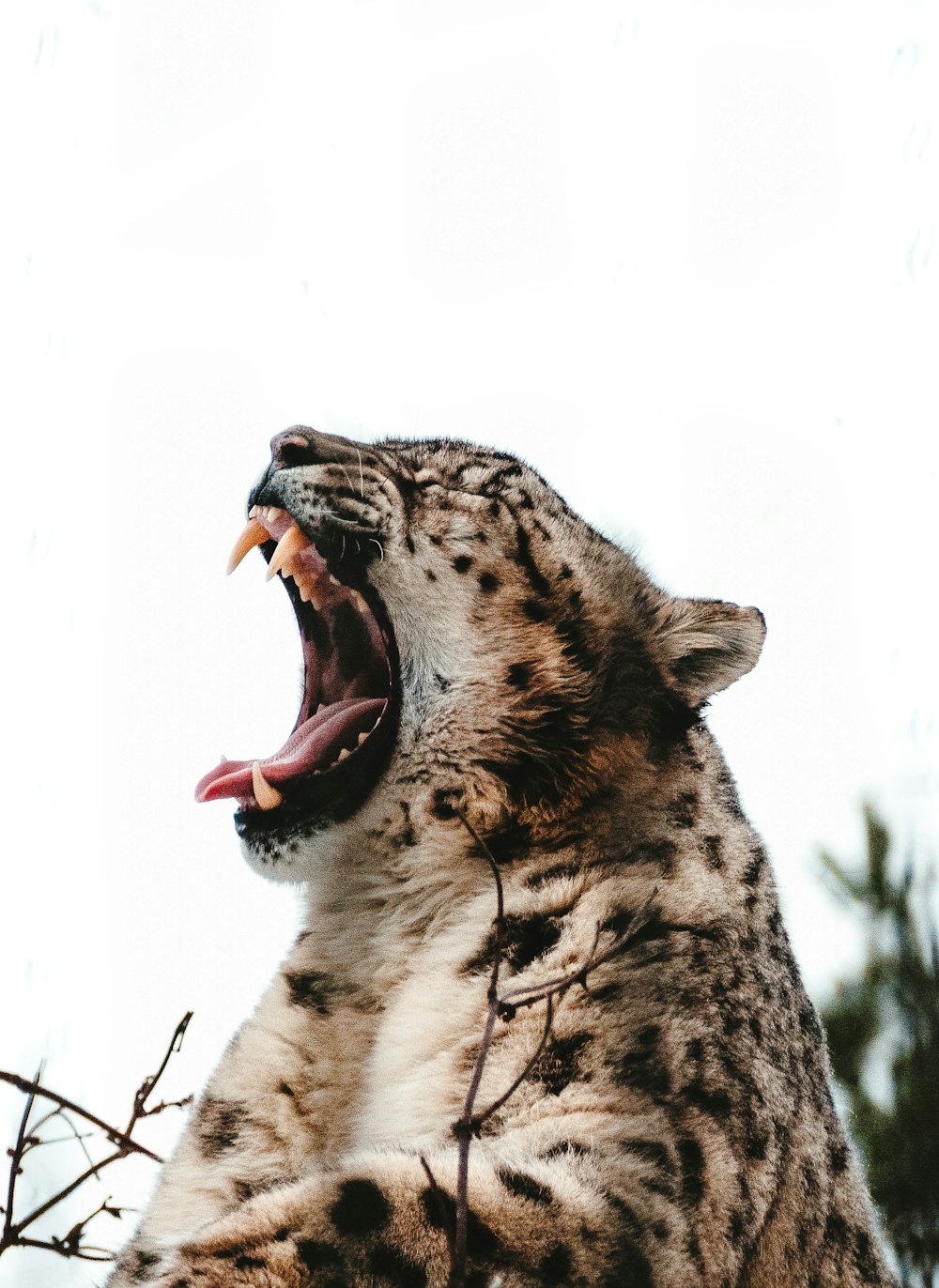 大きな猫が口を開ける