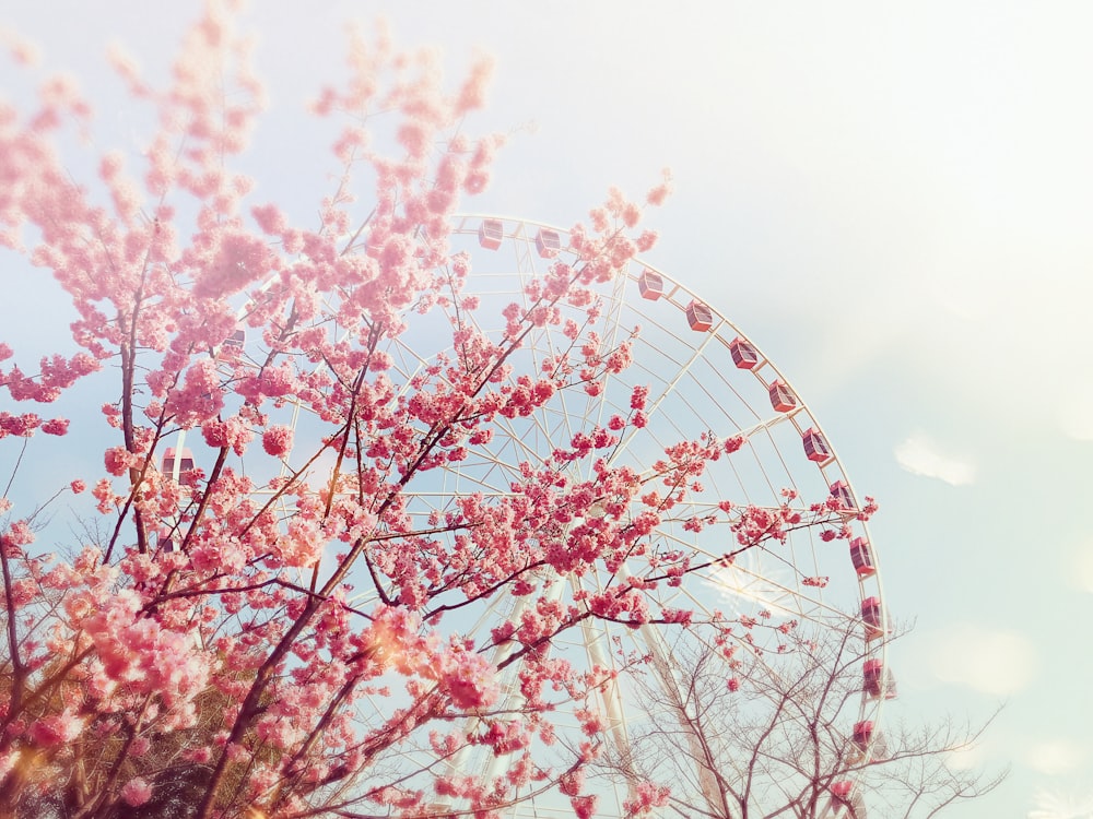 pink cherry blossoms in bloom near ferris wheel