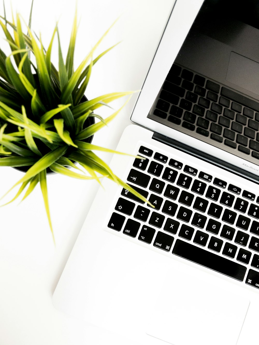 silver MacBook Air beside linear leaf plant