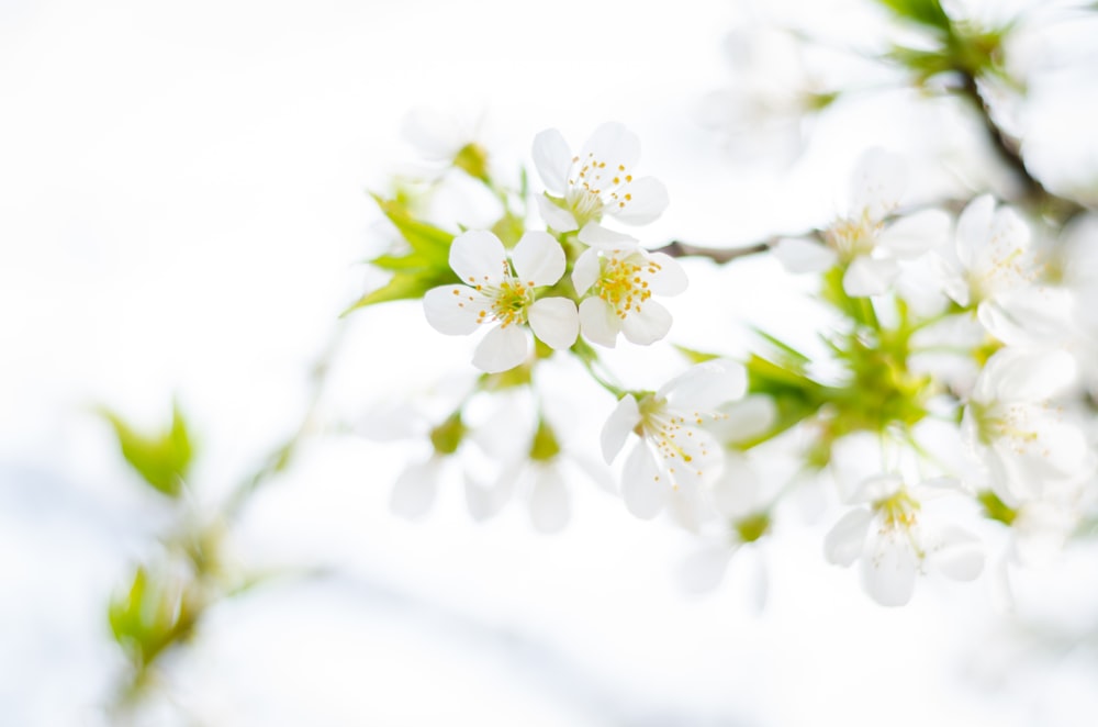 shallow focus photo of white flowers