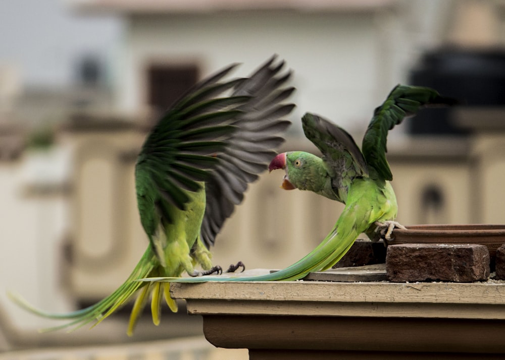 selective focus photography of two green macaws during daytime