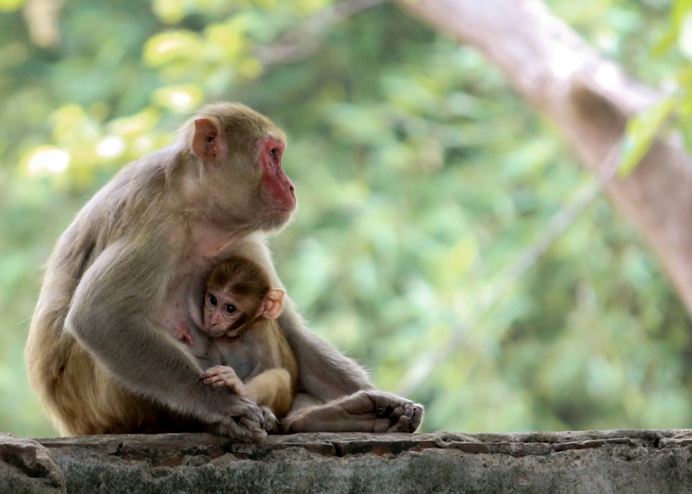 monkey with young sitting down