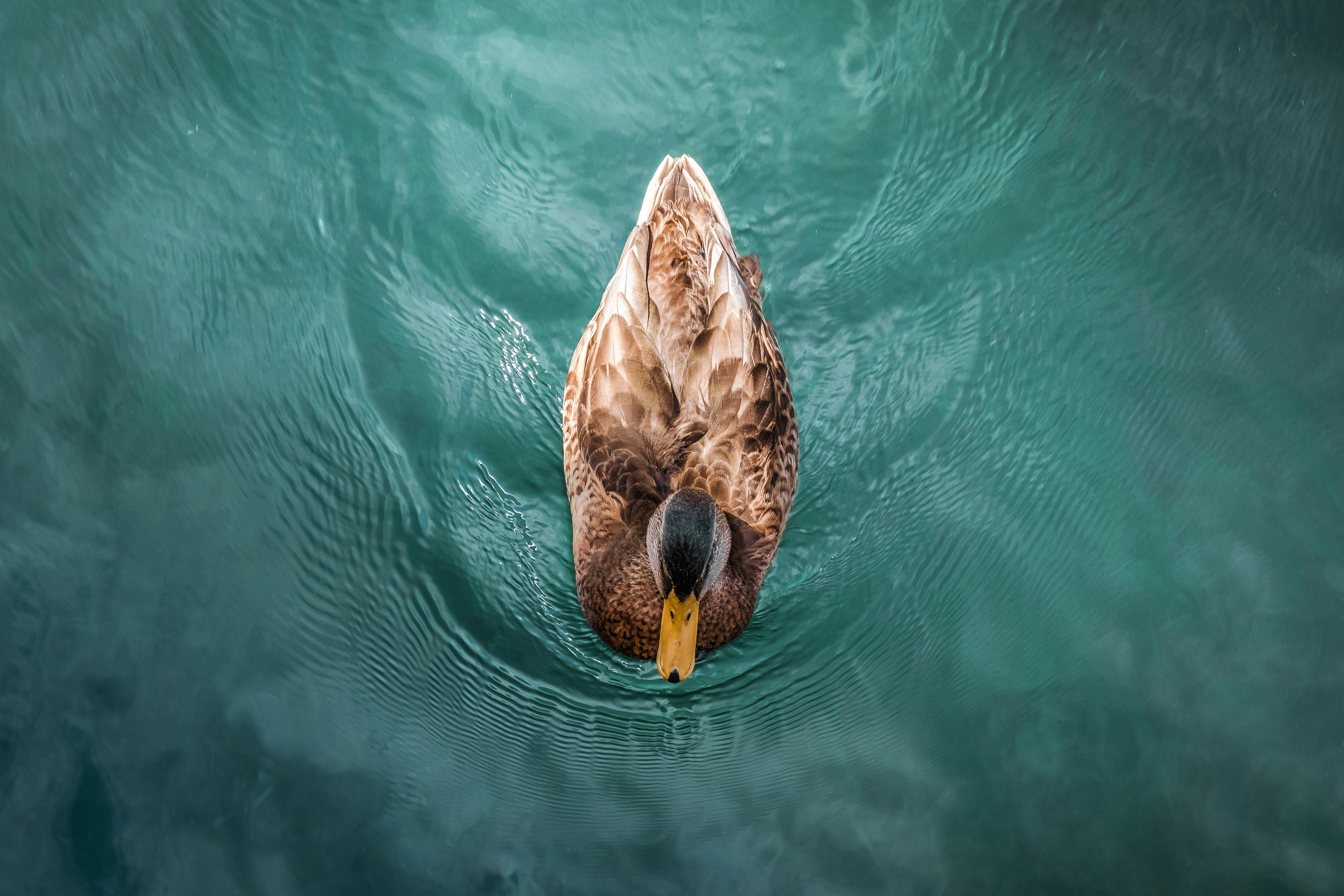 brown duck at water