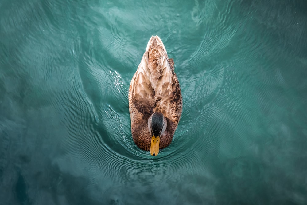 brown duck at water