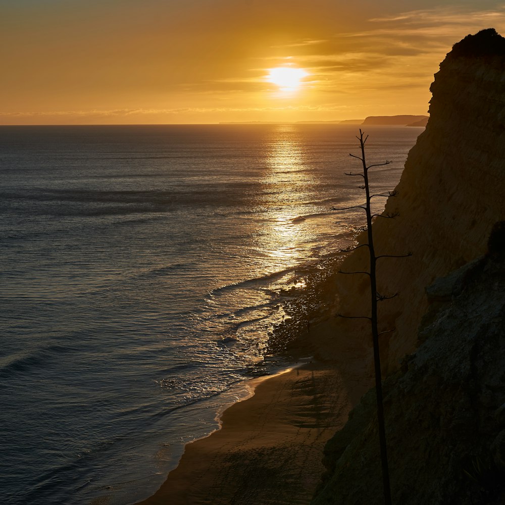 bird's-eye view photo of bare tree near shoreline during golden hour