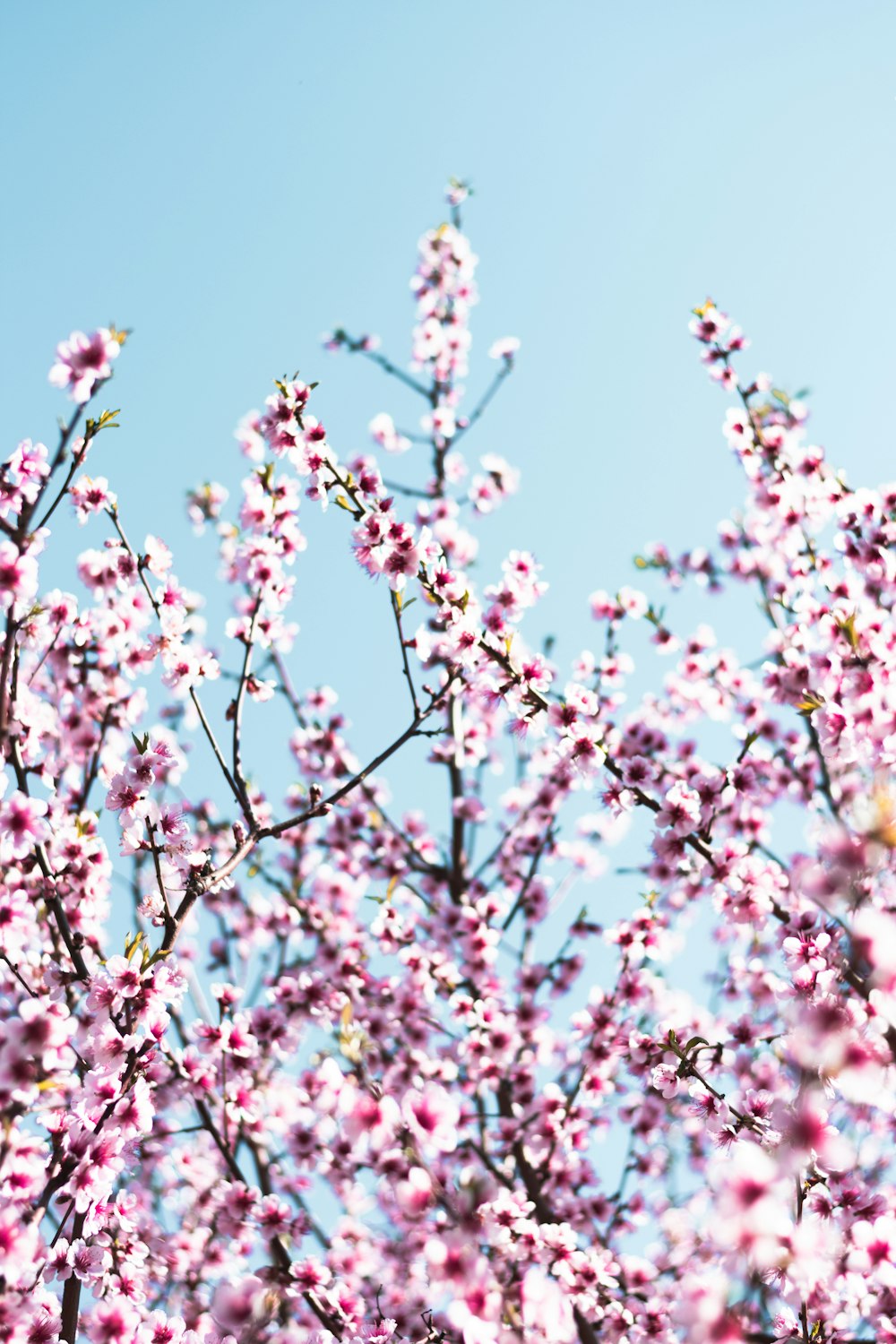 white and pink cherry blossom flowers