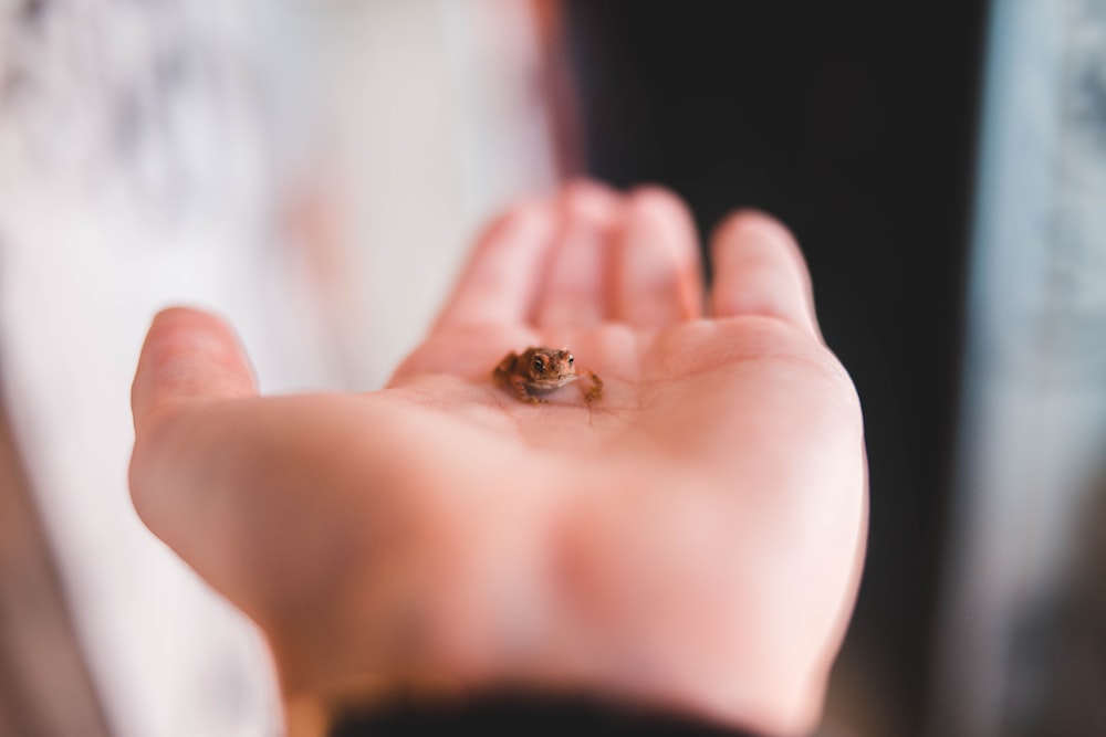 selective focus photography of person holding toad