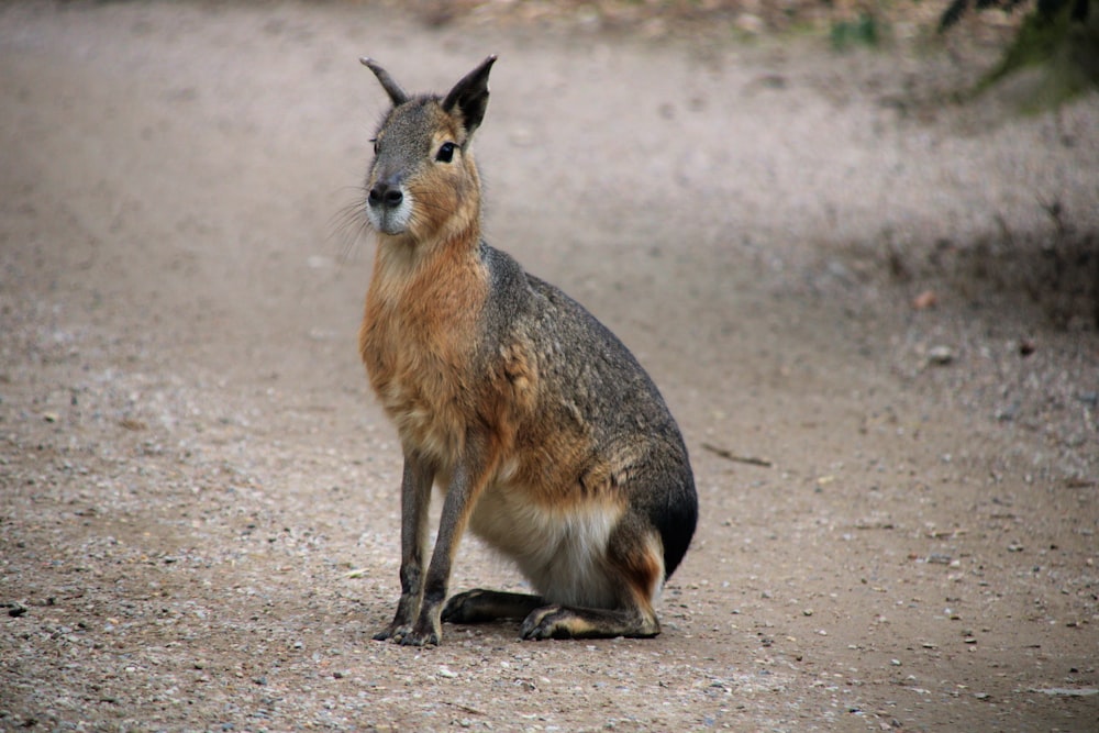 selective focus photo of brown hare sitting on ground