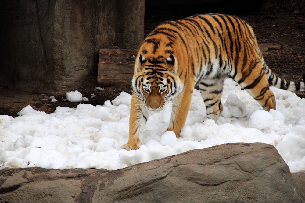 tigre marchant sur la surface de la neige