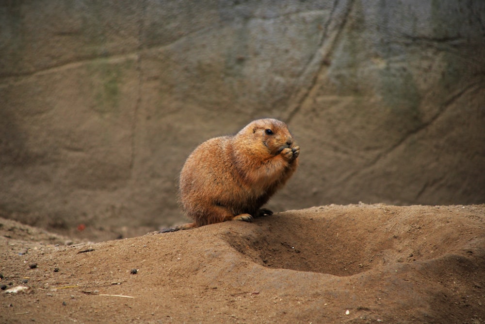 selective focus photography of otter on sand