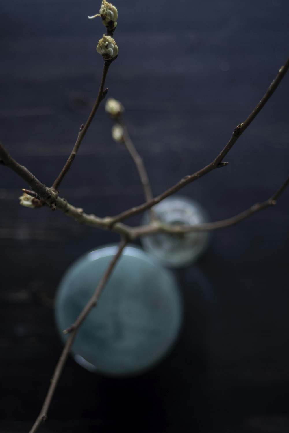 a close up of a tree branch with a vase in the background