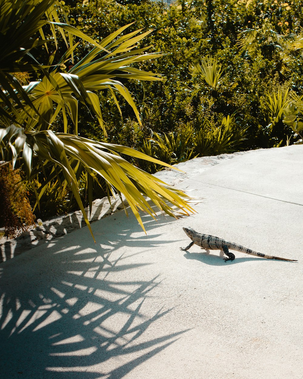 brown and gray iguana walking