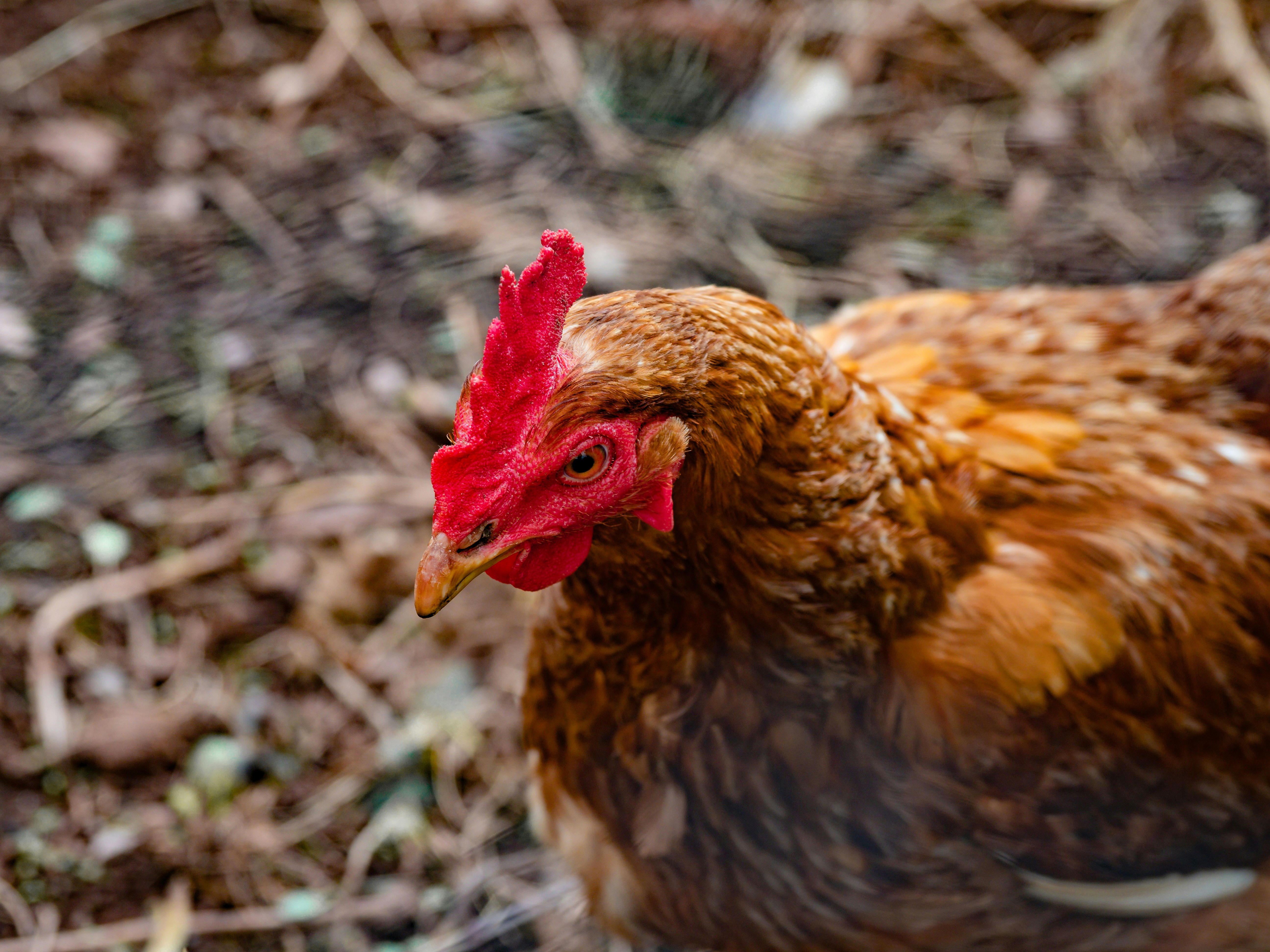 Photo by brett_jordan