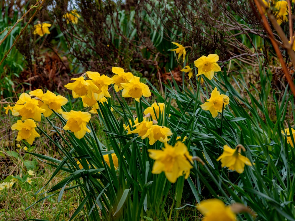 yellow flowers blooming near grass