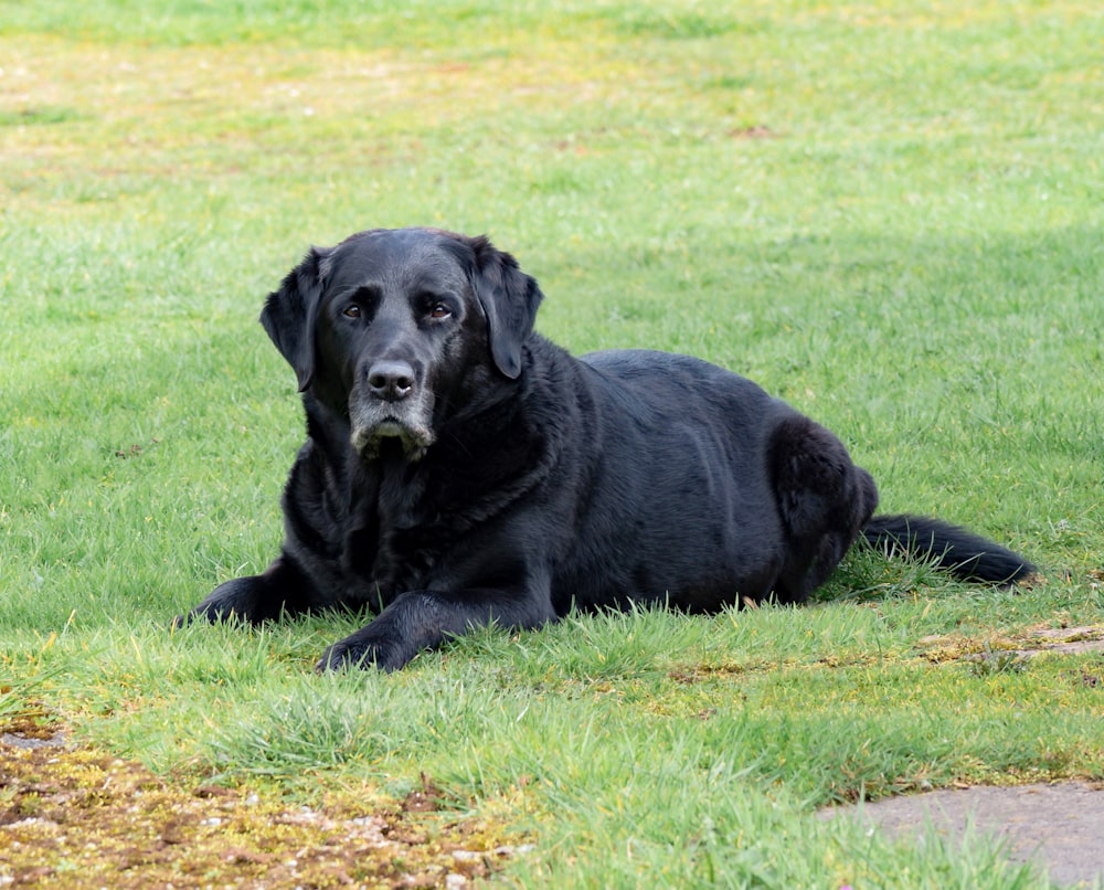 adult black Labrador retriever lying on grass field