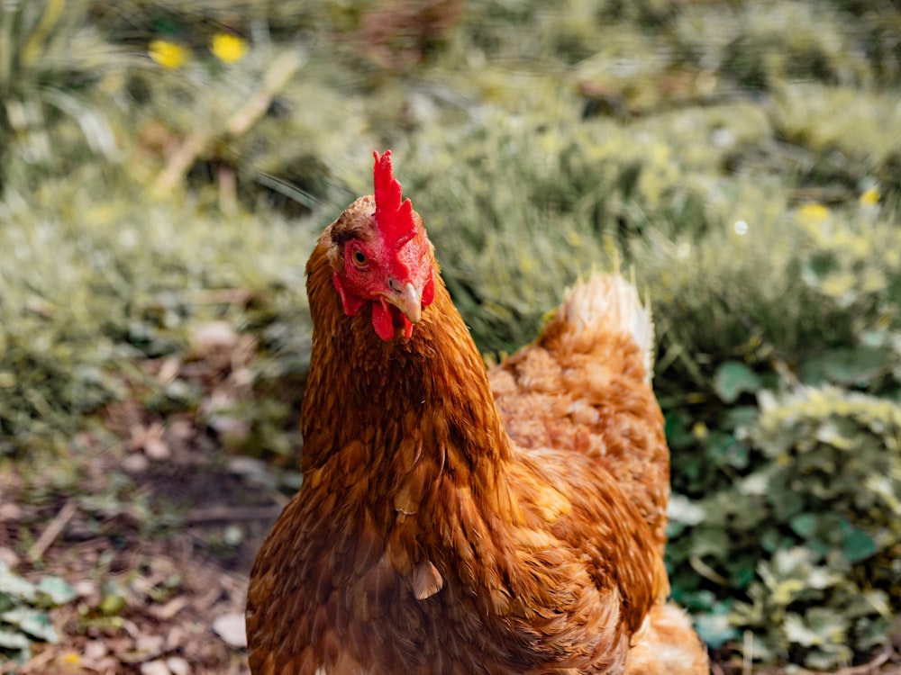 brown and red hen standing in grass covered ground during daytime