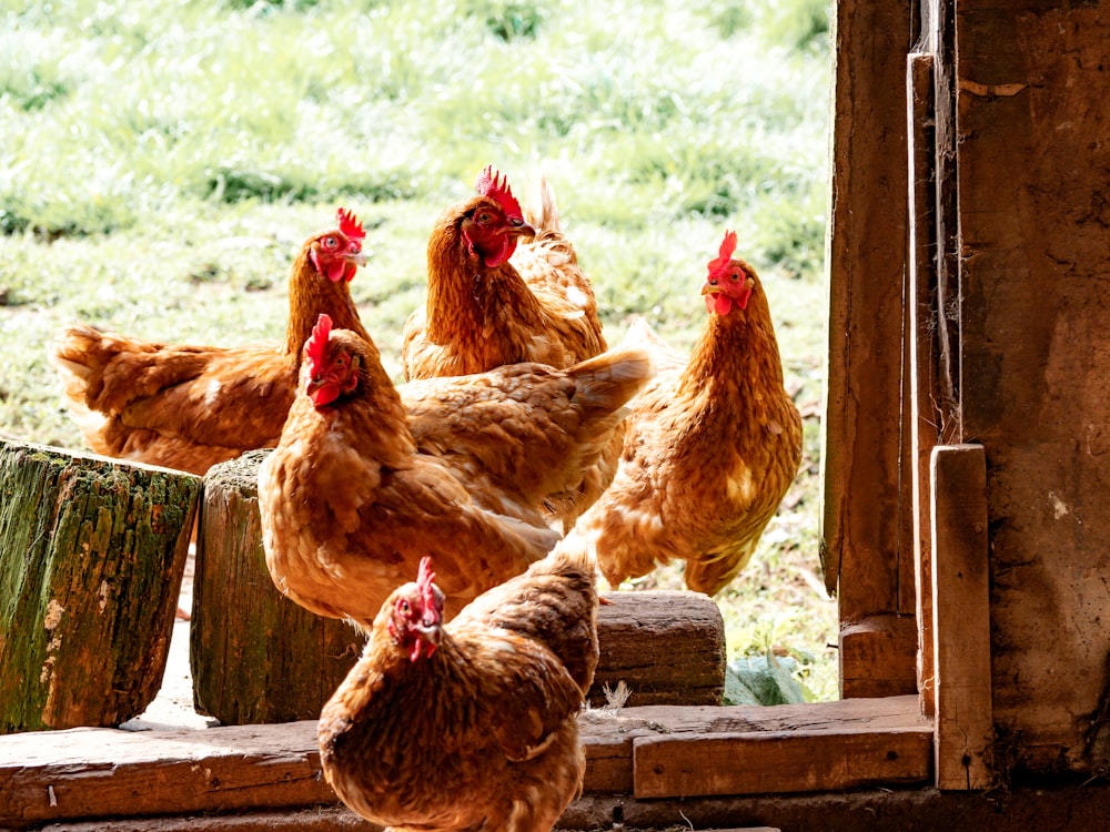 six brown hens beside wall during daytime