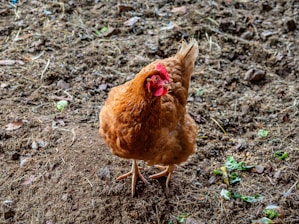 A brown hen stands on a dirt and straw-covered ground surrounded by scattered leaves and small green plants. The hen has a red comb and wattles.