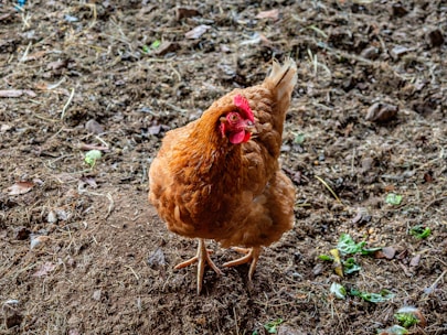 A brown hen stands on a dirt and straw-covered ground surrounded by scattered leaves and small green plants. The hen has a red comb and wattles.