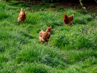 three hens walking on green grass