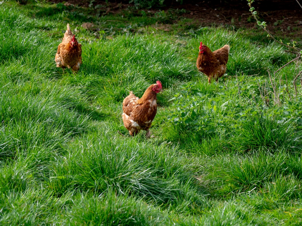drei Hühner laufen auf grünem Gras