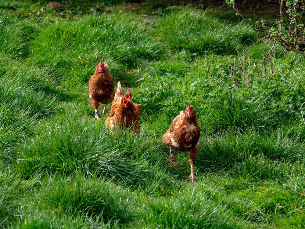 three hen on grass field