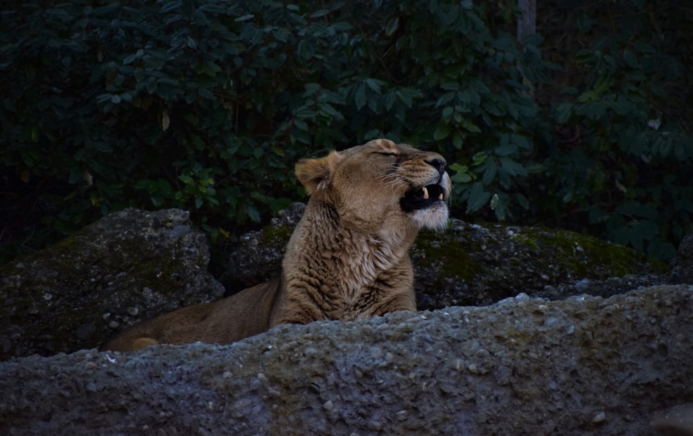 brown tiger on gray surface