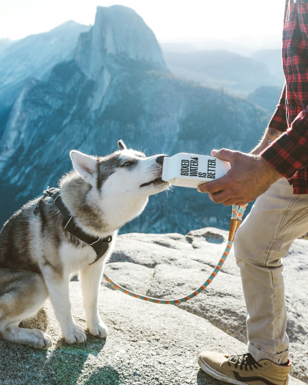 A gray and white husky drinking water out of a Boxed Water carton