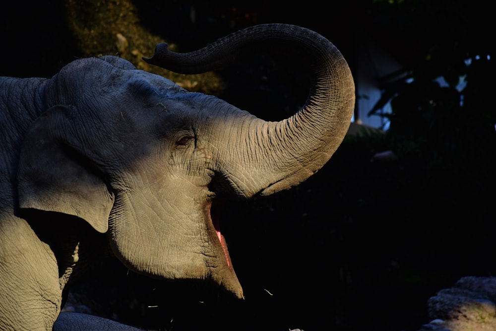 elephant yawning