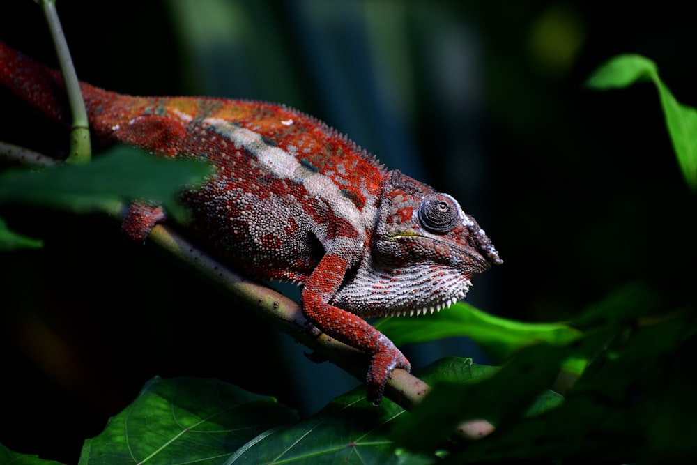 red chameleon crawling on stem