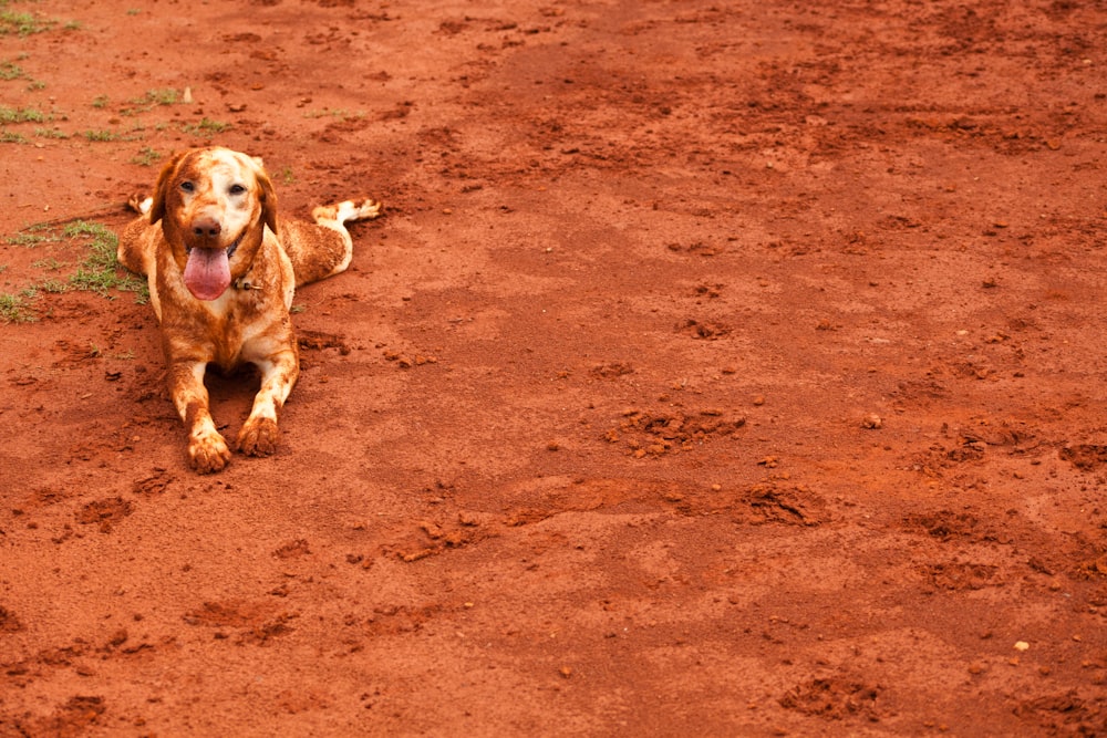 brown dog playing with dirt during daytime